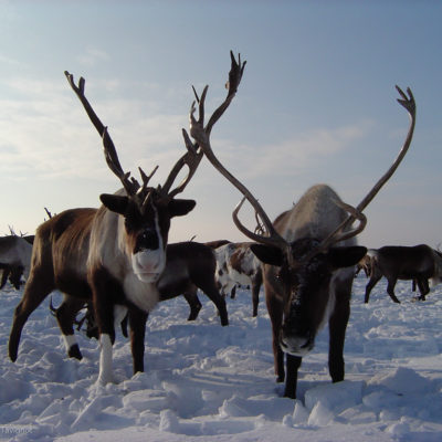 Les éleveurs de rennes l'hiver au Kamtchatka