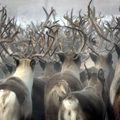 Les éleveurs de rennes l'hivers au Kamtchatka